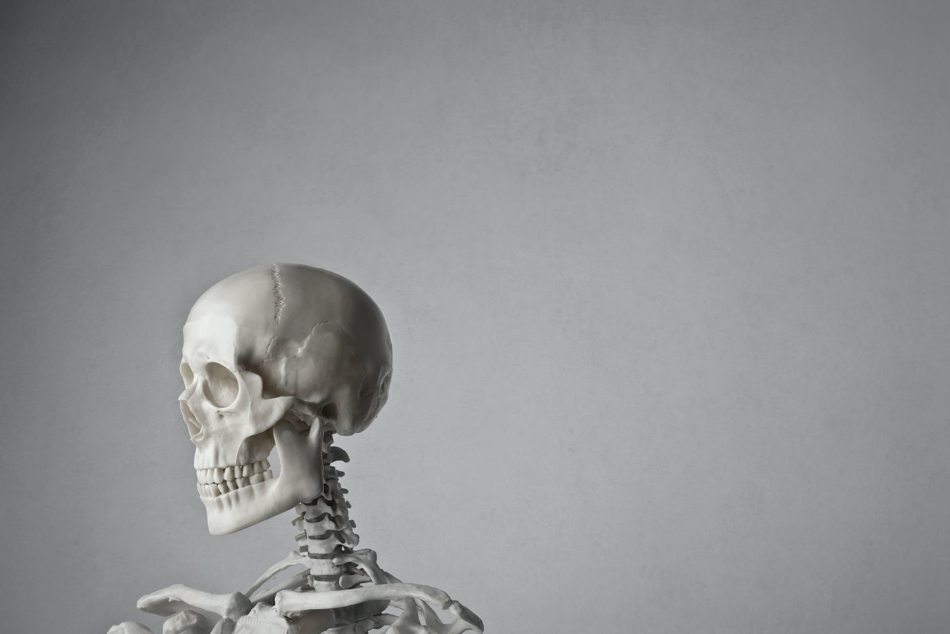 portrait photo of a white skeleton in front of gray background