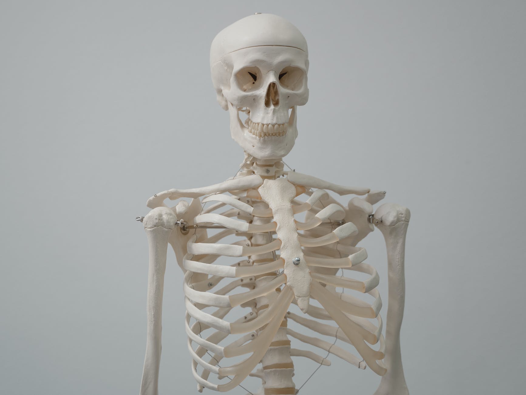 human skeleton model