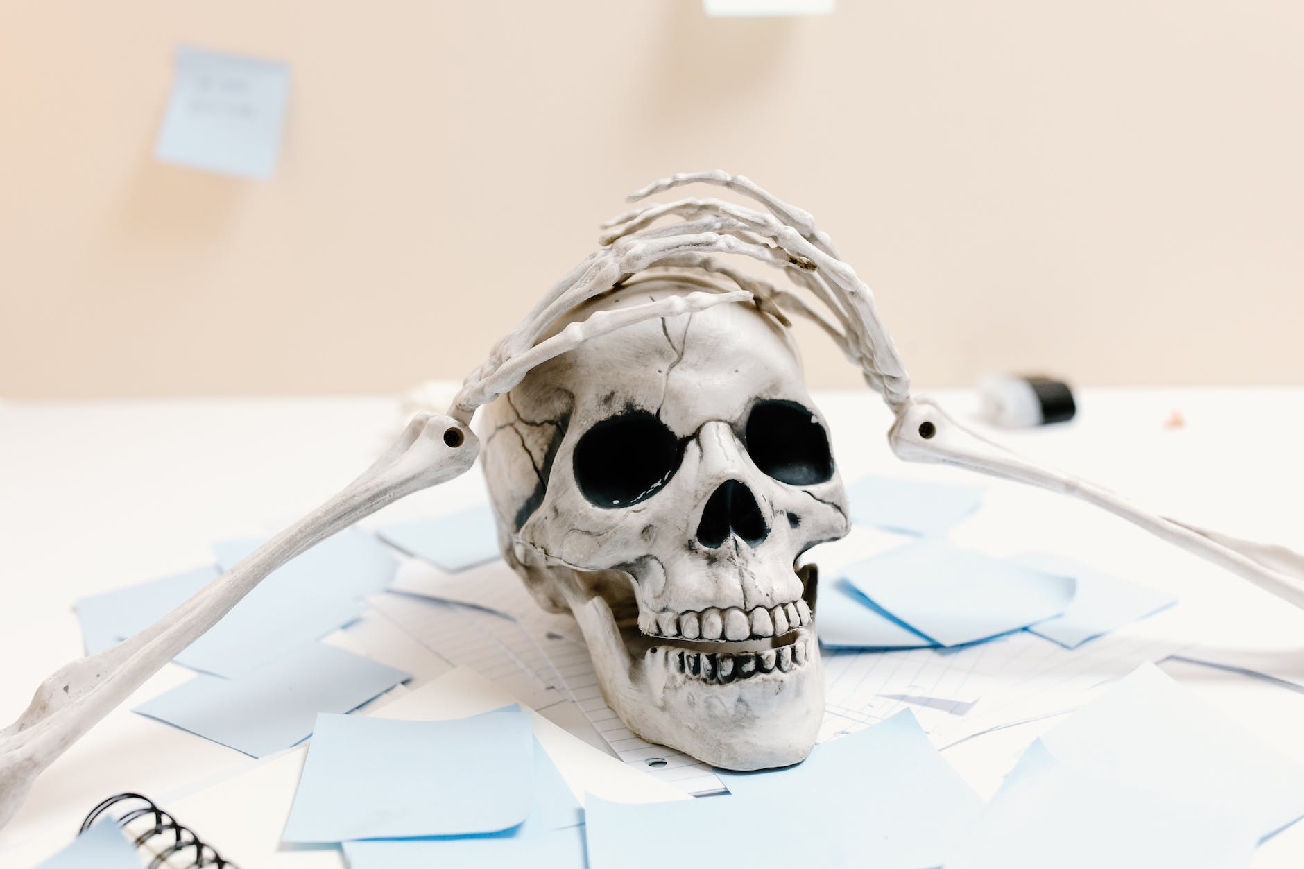 white skull on white paper wondering about the prices of the best human skeleton models